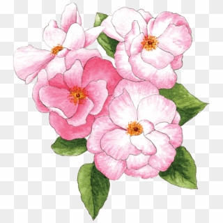 Pink Roses - Primula, HD Png Download