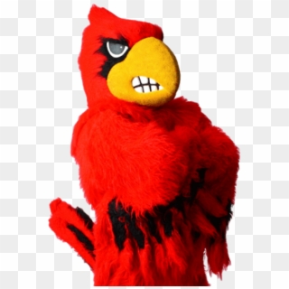 Free Png Download Louisville Cardinal Mascot Png Images - Parrot, Transparent Png