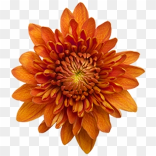 Bronze Daisy Virginia Bronze Daisy Virginia - Pompon Daisy Bronze, HD Png Download
