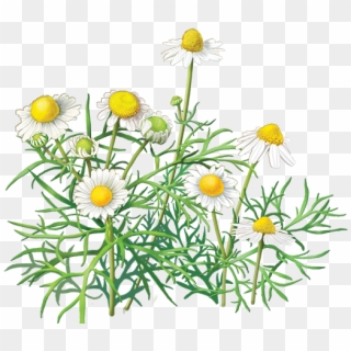 Camomile Png Image, Free Flower Picture - Chamomile Clipart, Transparent Png