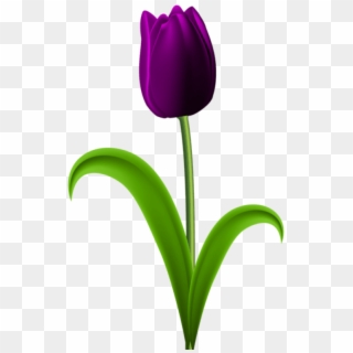 Free Png Purple Tulip Transparent Png Images Transparent - Purple Tulip Flower Png, Png Download