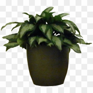 Potted Houseplants - Potted Plant For Photoshop, HD Png Download