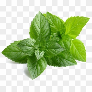 Mint Png Images Hd - Neem Extract, Transparent Png