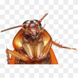 Cockroach Png Transparent Images - Cockroach Face Close Up, Png Download