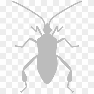 When You Reach 20,000 You Automatically Become A Cockroach - Weevil, HD Png Download
