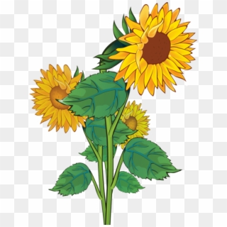 Free Sunflowers Dromgao Top Png Image Clipart - Sunflower Images Clipart Png, Transparent Png