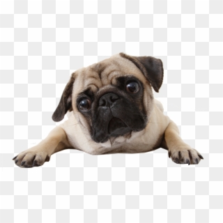 Is This Your First Heart - Pug Sticker, HD Png Download