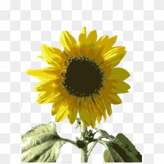 How To Draw Sunflowers - Girasol .png, Transparent Png