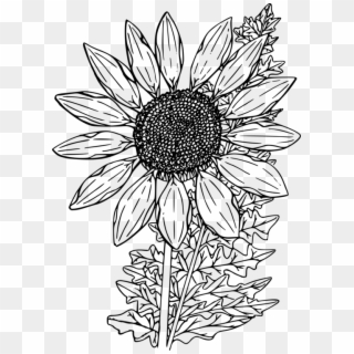 Drawing Common Sunflower Coloring Book Black And White - Flowers Clipart Black And White Sunflower, HD Png Download