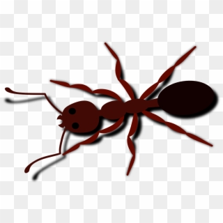 Ant Bug Insect - Ant Clip Art, HD Png Download