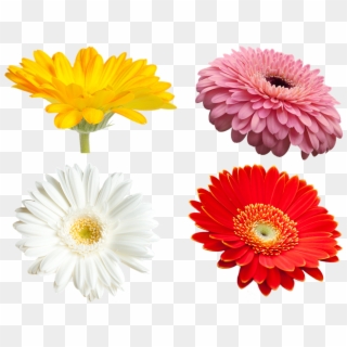 Flowers, Gerbera, Transmission, Yellow Flowers - Barberton Daisy, HD Png Download