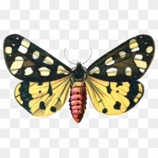 Moth Png Image - Illustration, Transparent Png