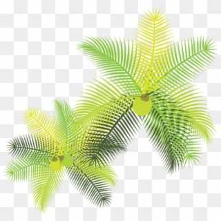 Tropical Leaves With Coconuts - Palmeira Em Planta Png, Transparent Png