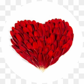 Receive A Super Fresh Petalogical News And Special - Delicate Heart Png, Transparent Png