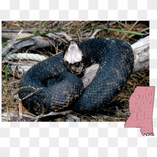 Cottonmouth Agkistrodon - Snakes In Biloxi Ms, HD Png Download