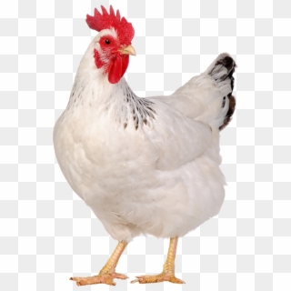 Poultry - Suguna Chicken, HD Png Download