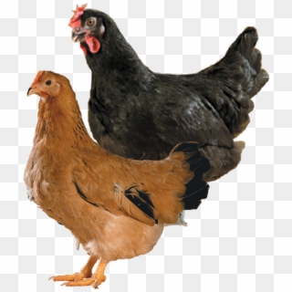 Breeder Hen Sa51 - Rooster, HD Png Download