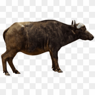Download Ox Animal Png Images Transparent Gallery - Cape Buffalo From The Side, Png Download