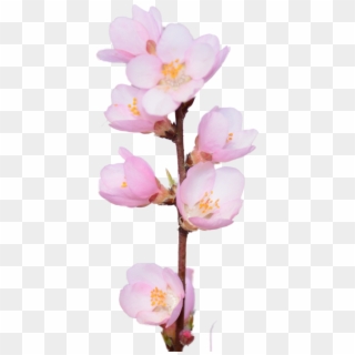 Cherry Blossom - Rosa Rubiginosa, HD Png Download