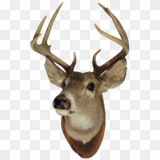 Clip Art Images - Mounted Deer Head Png, Transparent Png