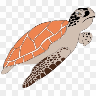 Turtle Png - Hawksbill Sea Turtle Cartoon, Transparent Png
