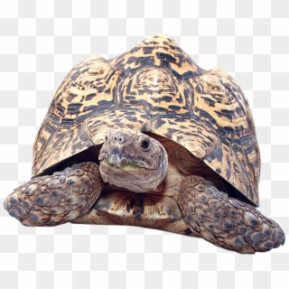 Clipart Turtle Gopher Tortoise, HD Png Download