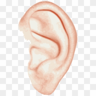 Free Png Download Ear Single Png Images Background - Left Ear, Transparent Png