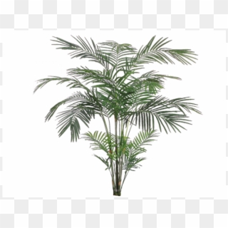 7' Tropical Areca Palm X4 With 705 Leaves - Attalea Speciosa, HD Png Download