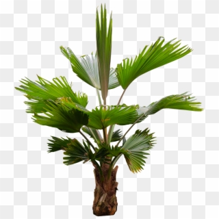 Palm Fronds Png - Palm Tree, Transparent Png