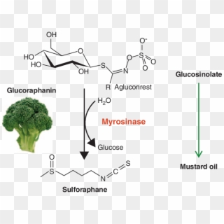 Download - Myrosinase Glucosinolate, HD Png Download
