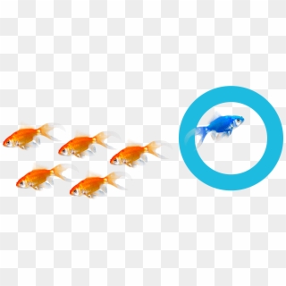 Find Out More Reasons Why Hoteliers Choose Us - Goldfish, HD Png Download