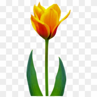 Nature, Flower, Plant, Tulip, Flowers, Spring - Sprenger's Tulip, HD Png Download