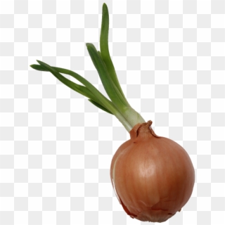 Onion - Shallot, HD Png Download