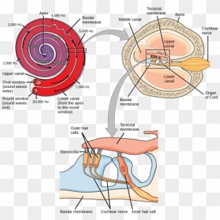 A Series Of Three Illustrations Are Shown - Structure Cochlea, HD Png Download