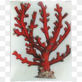 Branch Coral, HD Png Download