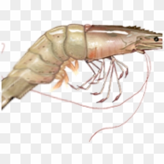Shrimp Clipart Transparent Background - Litopenaeus Setiferus, HD Png Download