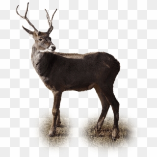Isolated, Reindeer, Winter, Christmas, Deer, Xmas - Deer In Winter Png, Transparent Png