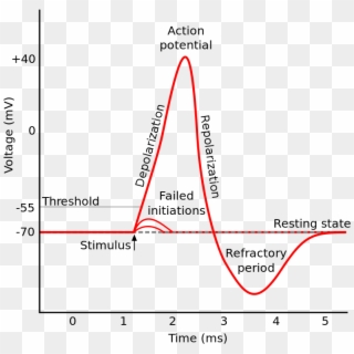 What Activation Function Does The Human - Oscilloscope Trace Of An Action Potential, HD Png Download