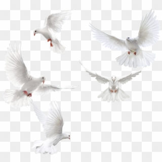 Doves Sticker - White Dove, HD Png Download