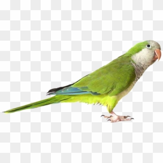 Free Png Green Parrot Png Images Transparent - Parrot Png, Png Download