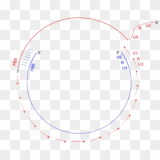 Retroviral Genome Replication Stage 11 - Circle, HD Png Download