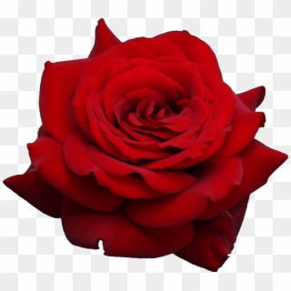 Rose Png Flower Images, Free Download - Transparent Background Red Rose Png, Png Download
