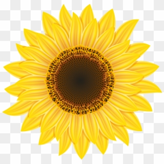 1350 X 1314 7 - High Res Flower Png, Transparent Png