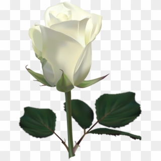 White Rose Png Transparent Image - White Rose Images Download, Png Download