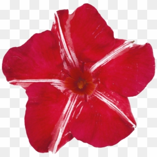 Sundaville Red Star - Desert Rose, HD Png Download