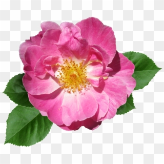Rose, Pink, Flower, Summer, Garden, Bloom - Flower, HD Png Download