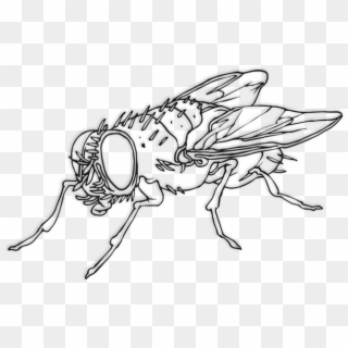 Flies Png - House Fly, Transparent Png