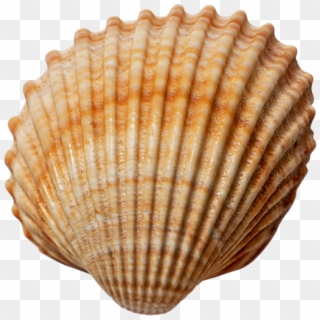 Sea Shell - Shell, HD Png Download