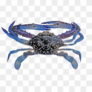 Indonesian Blue Swimming Crab Fishery Improvement Project - Blue Swimming Crab Png, Transparent Png