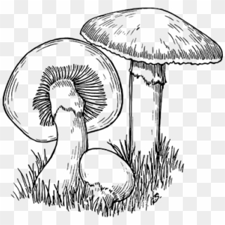 Wild Mushrooms From Ottawa Farms - Mushroom Drawing, HD Png Download